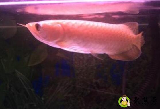 详细阅读:号半红龙鱼发色过程 号半红龙鱼发色过程