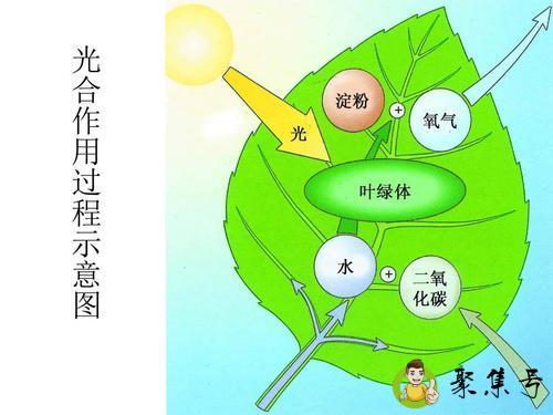 详细阅读:生物质是什么 生物质是什么