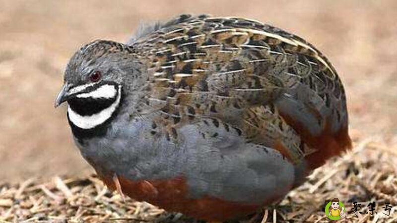 详细阅读:鹌鹑属于什么类 鹌鹑属于什么类
