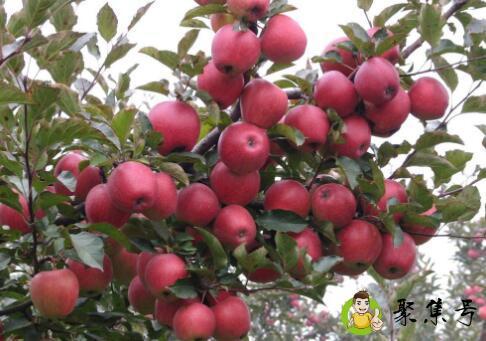 详细阅读:红肉苹果好吃吗 红肉苹果好吃吗