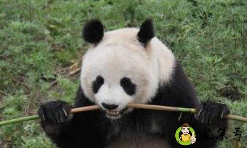 详细阅读:熊猫的生活特点是什么 熊猫的生活特点是什么