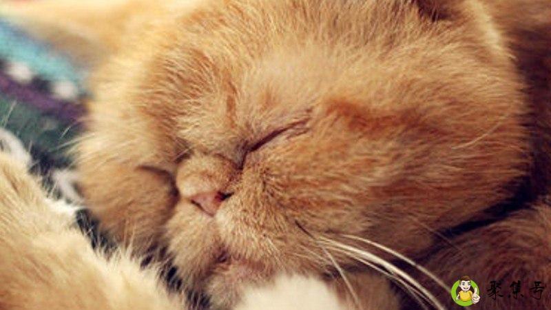 详细阅读:加菲猫寿命有多长 加菲猫寿命有多长