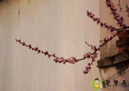 详细阅读:春色满园关不住的下一句 春色满园关不住的下一句