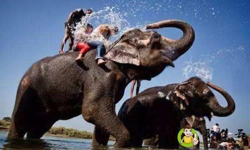 详细阅读:玩大象是什么意思 玩大象是什么意思