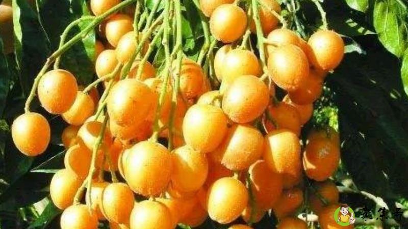 详细阅读:郁南黄皮节是什么时候 郁南黄皮节是什么时候