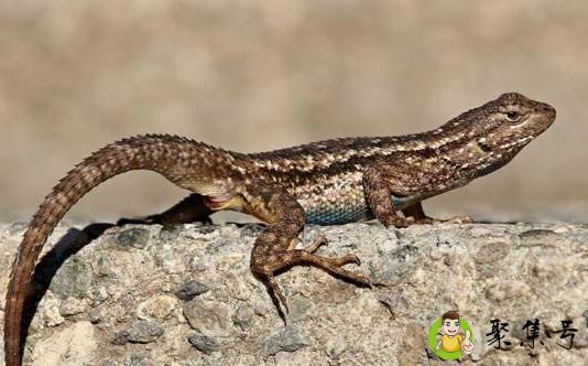 民间五毒是哪五种动物