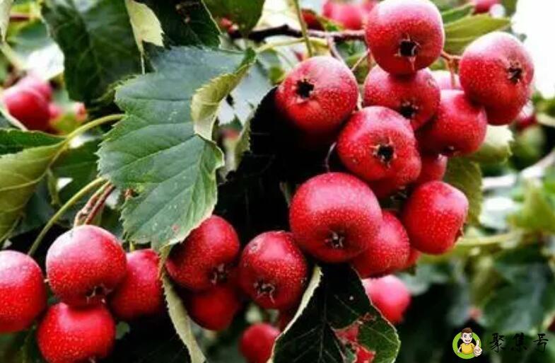 详细阅读:红山果是什么水果 红山果是什么水果