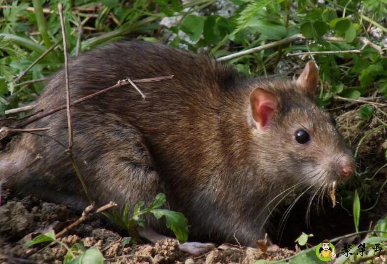 详细阅读:烦人的动物是什么生肖 烦人的动物是什么生肖