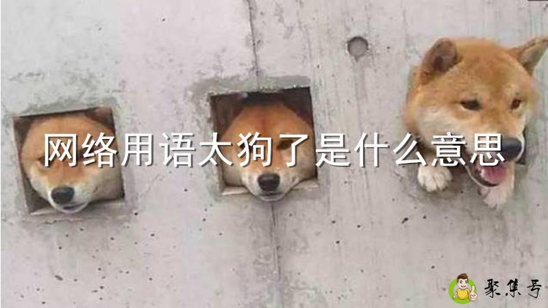 网络用语太狗了是什么意思