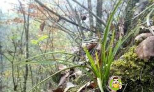 春兰是什么意思指什么生肖