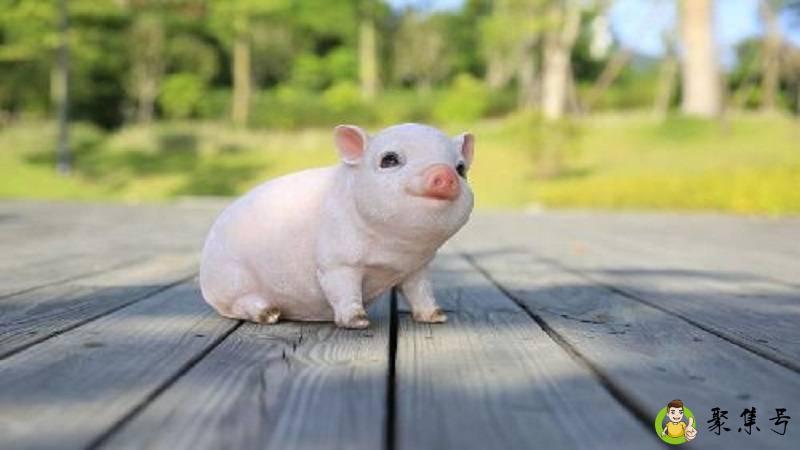 闪代表什么生肖