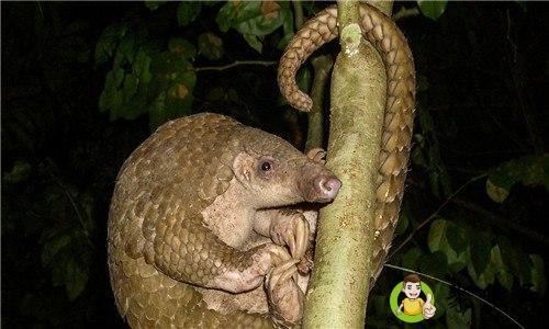 树上的穿山甲会不会游泳