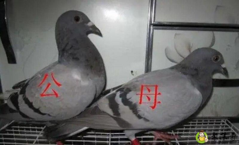 分辨鸽子公母的正确方式