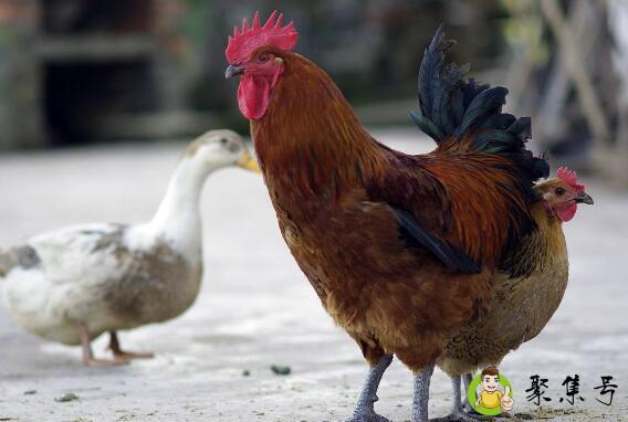 鸡迟宿鸭欢叫风雨不久到的意思