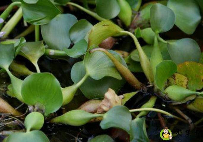 水葫芦可以吃吗