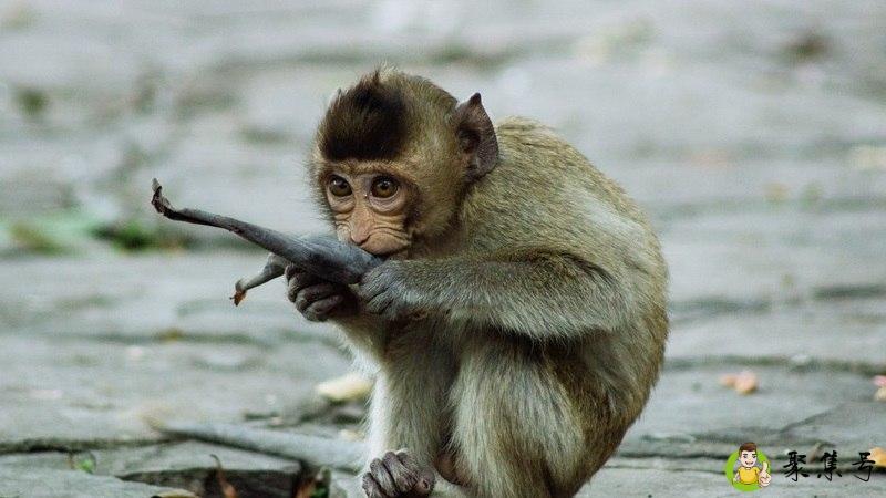 遍身金毛的生肖是什么