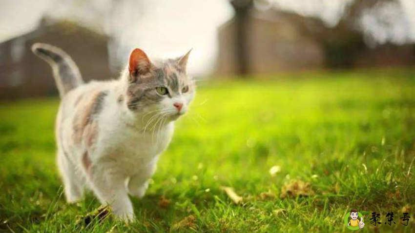 豆腐猫砂可以冲厕所吗