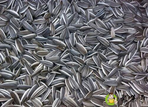 详细阅读:瓜子的热量 瓜子的热量