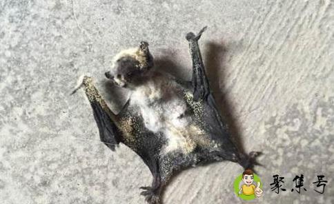 详细阅读:蝙蝠窝一般在哪里 蝙蝠窝一般在哪里