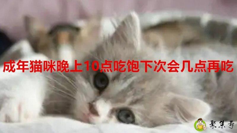 成年猫咪晚上10点吃饱下次会几点再吃