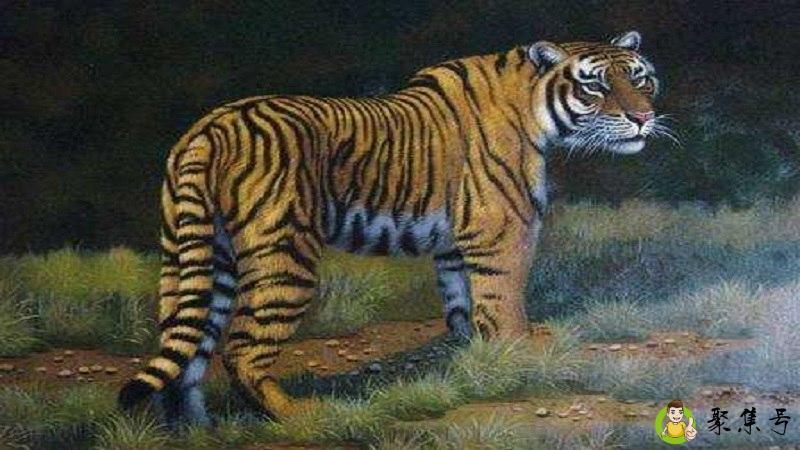 黄皮大衣是什么生肖