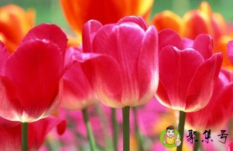 郁金香是哪个国家的国花