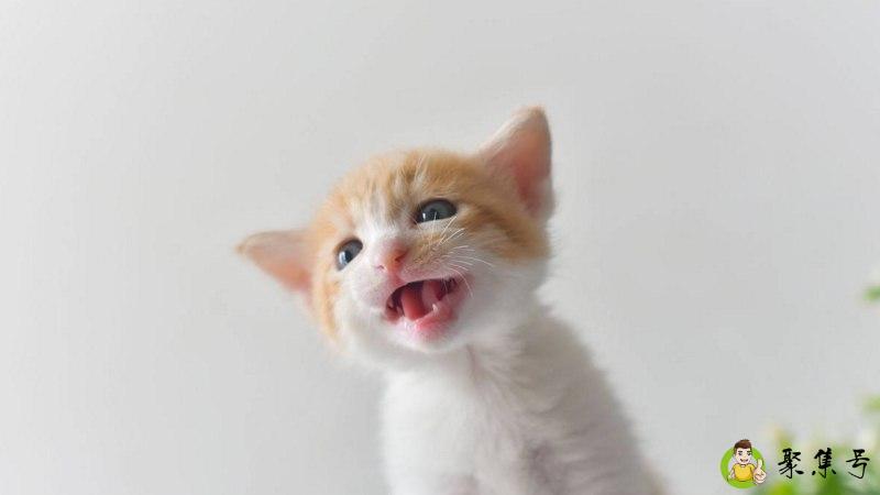 什么是吸猫以及吸猫是什么意思