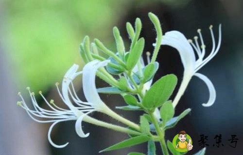 金银花耐寒多少度