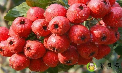 炒山楂和生山楂的区别