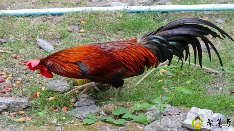 三九起五更眼前有花环是什么生肖