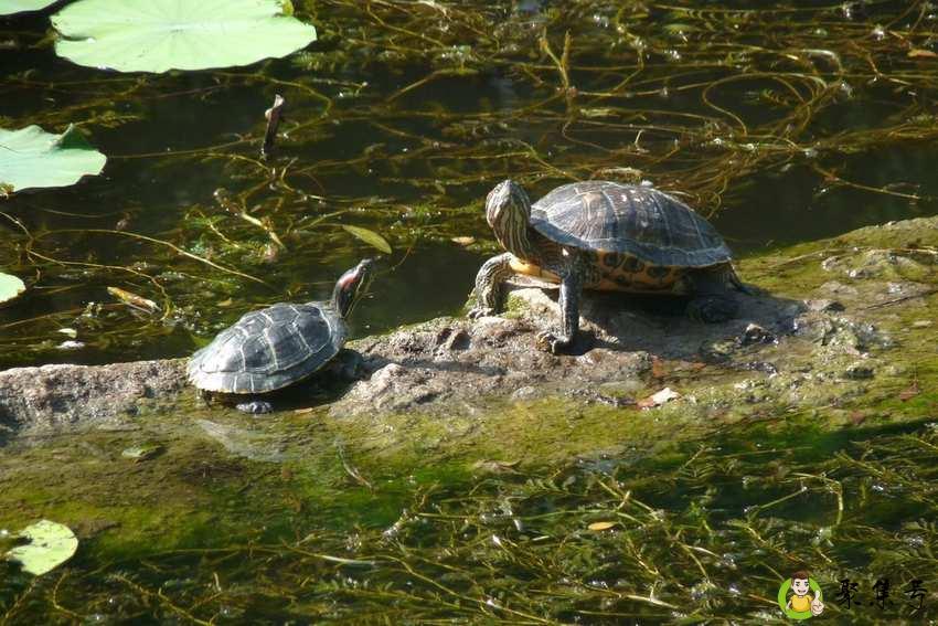 乌龟寿命有多长