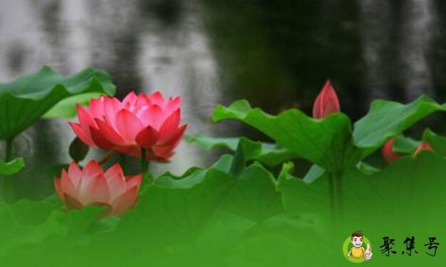 夏至将至的含义是什么