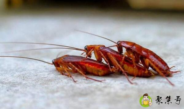 蟑螂怕什么