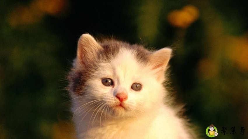 母猫绝育怎么做