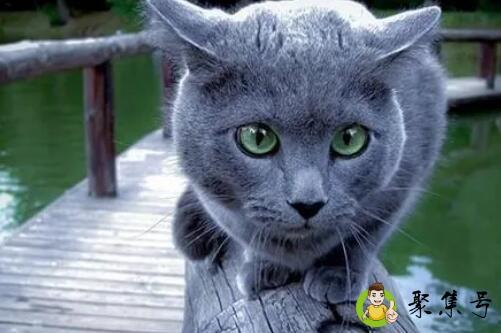 蓝猫乌乌泱泱是什么意思