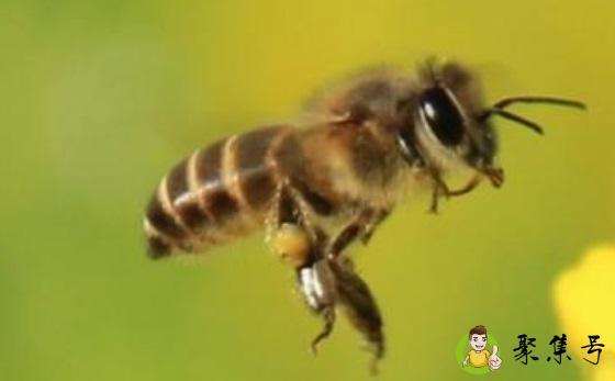 晚上喂蜜蜂要不要关巢门