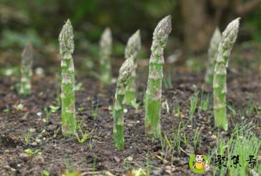 芦笋处理办法