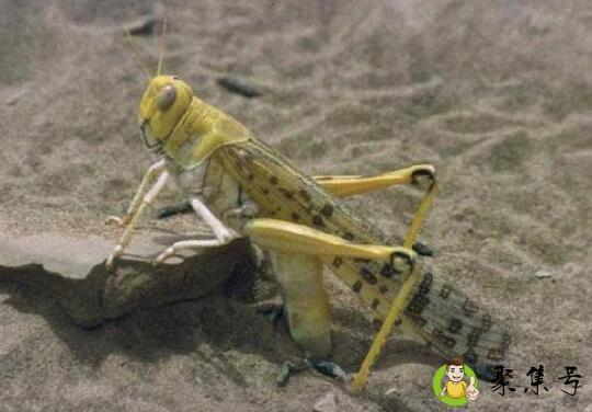 沙漠蝗虫怕什么