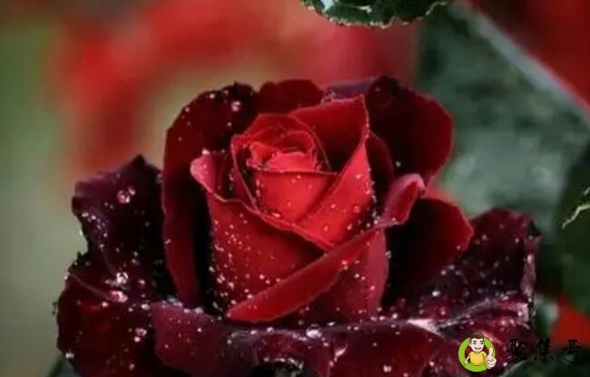 当玫瑰有了星星的颜色什么意思