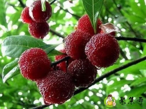 吃杨梅前要用盐水泡吗