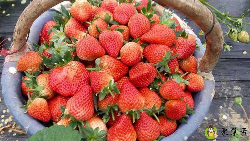 奶油草莓和普通草莓的区别