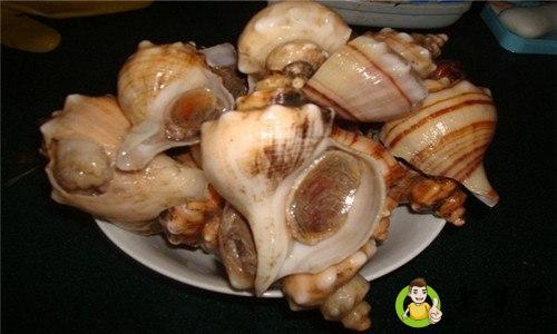 煮熟的海螺怎么保存