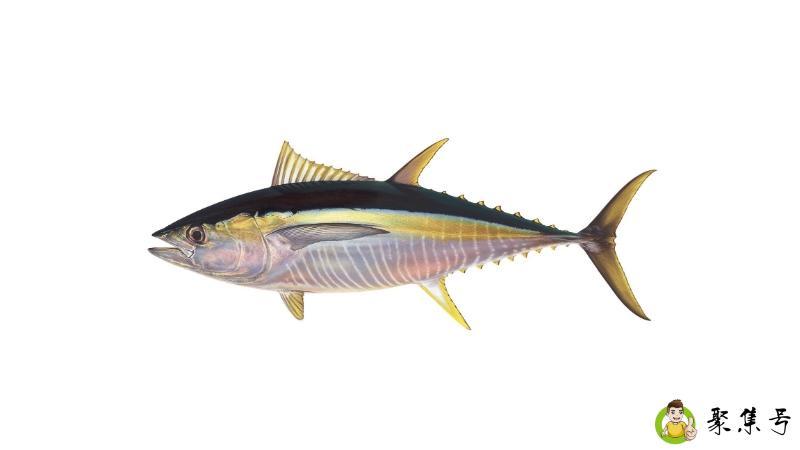 蓝鳍金枪鱼和黄鳍金枪鱼的区别