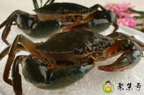 波格力蟹和青蟹的区别