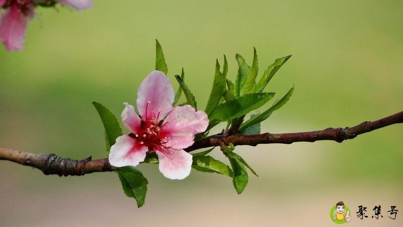 杨万里的诗有哪些