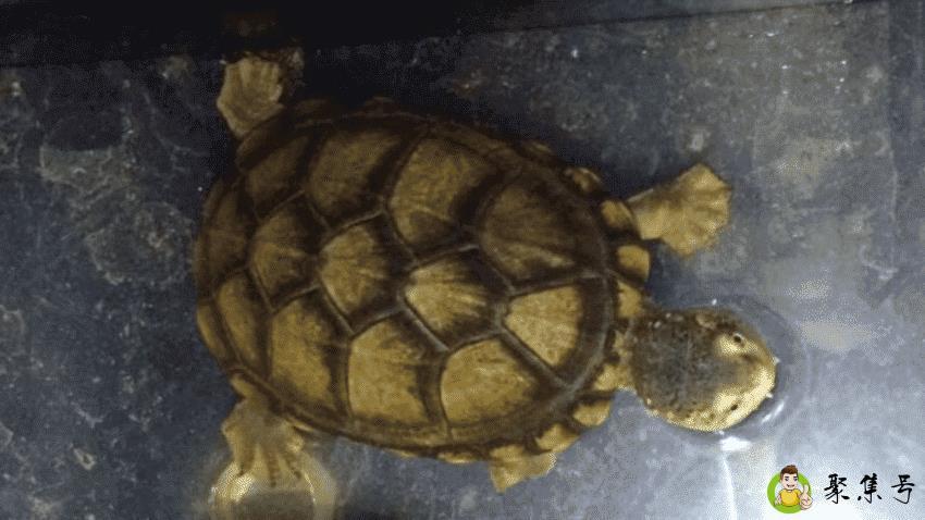 蛋龟饲养方式是什么