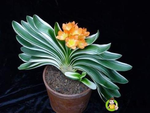 君子兰花期有多长