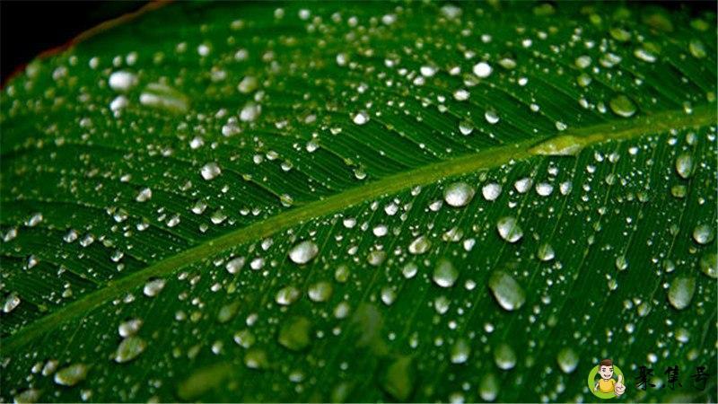 雨后黑鱼开口吗