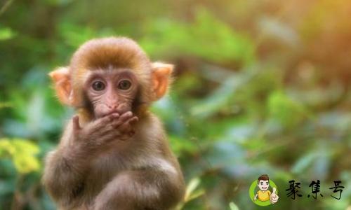 良策妙计打一动物是什么