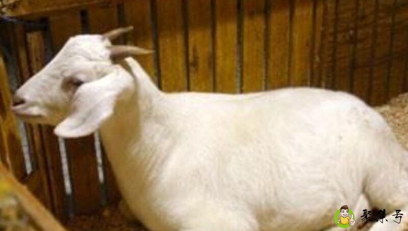 详细阅读:市长代表什么生肖 市长代表什么生肖